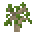 Grid Cultivated Pear Sapling.png